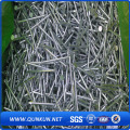 Galvanized Polished Common Nails with Factory Price